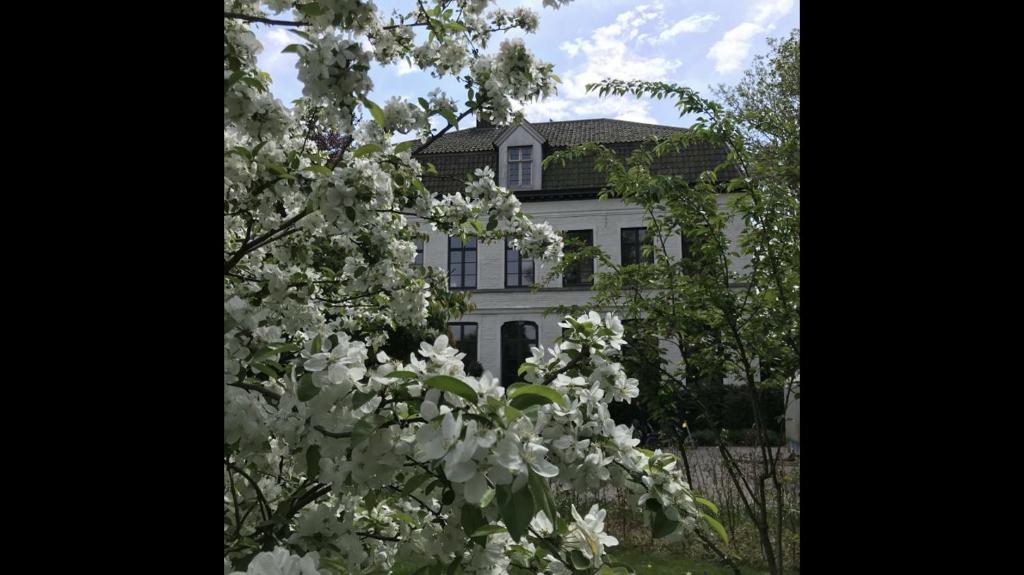 KanegemPastorie Caeneghem的白色花朵的树后白色房子