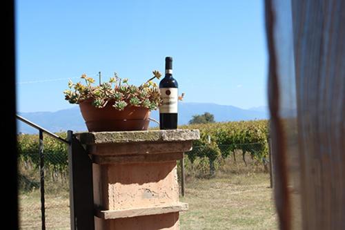 蒙特法尔科Casale Rialto的一瓶葡萄酒,坐在墙上,种植着植物