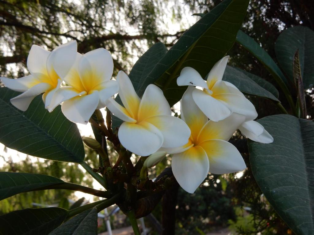 圣米格尔德阿沃纳Finca Florida的树上两朵白色和黄色的花