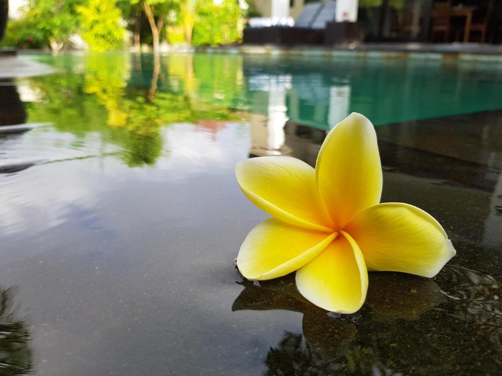 努沙杜瓦努沙杜瓦豪华别墅的游泳池附近的水面上的一个黄色飞盘