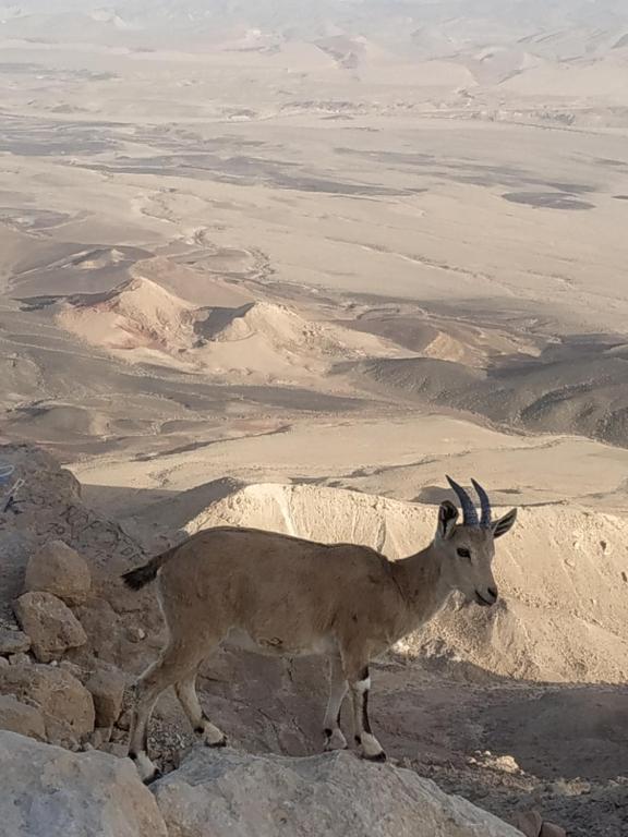 米茨佩·拉蒙Desert Peace的山峰顶上的山羊