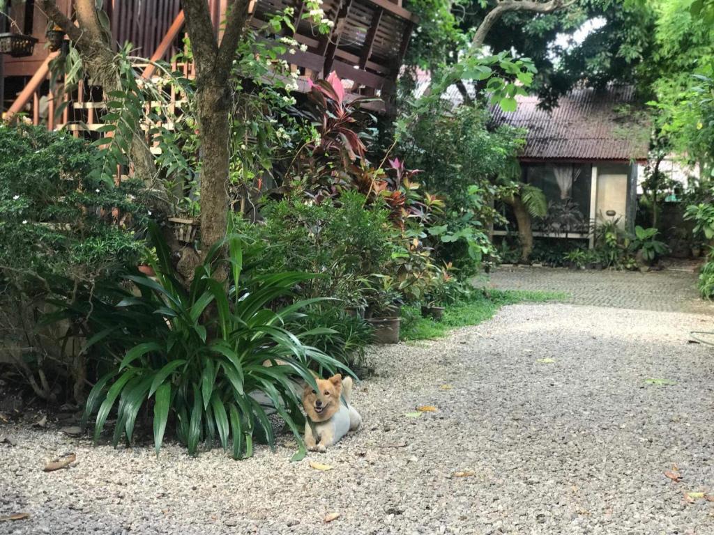 清迈班松嘉穆酒店的坐在植物旁边的一只猫