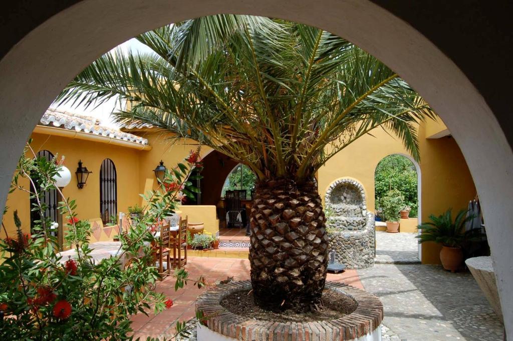 ComaresHotel B&B Finca la Loma的庭院中间的棕榈树