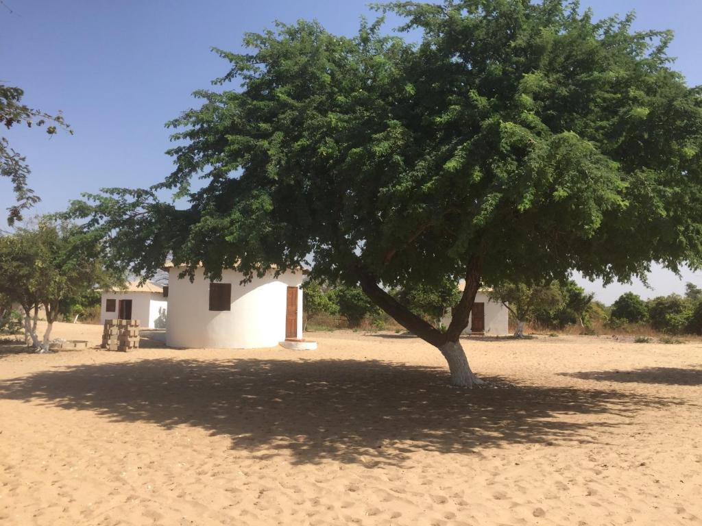 Jinack IslandFeel Free Lodge的沙漠中一棵树,有一座建筑
