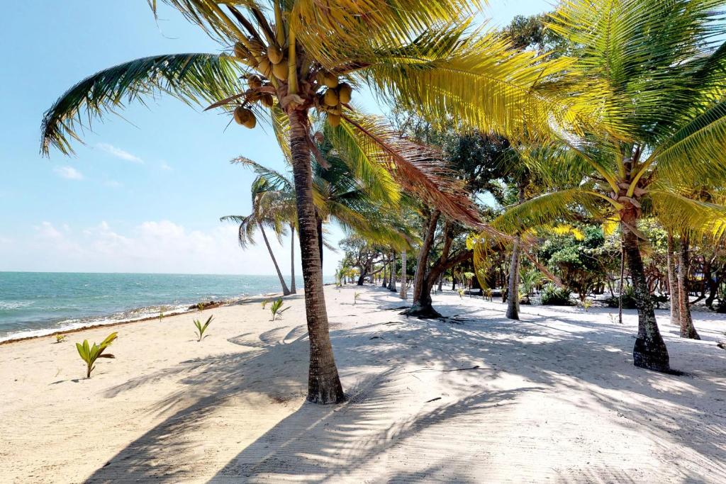 珀拉什奇亚Casa Spuntino的沙滩上一排棕榈树