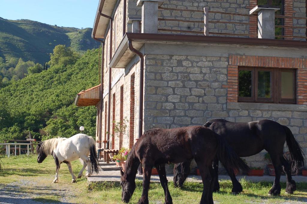 FlorestaAgriturismo Il Capitano的两匹马在建筑物旁边的草丛中放牧
