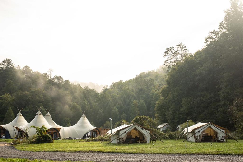 鸽子谷Under Canvas Great Smoky Mountains的一群在树丛中的帐篷