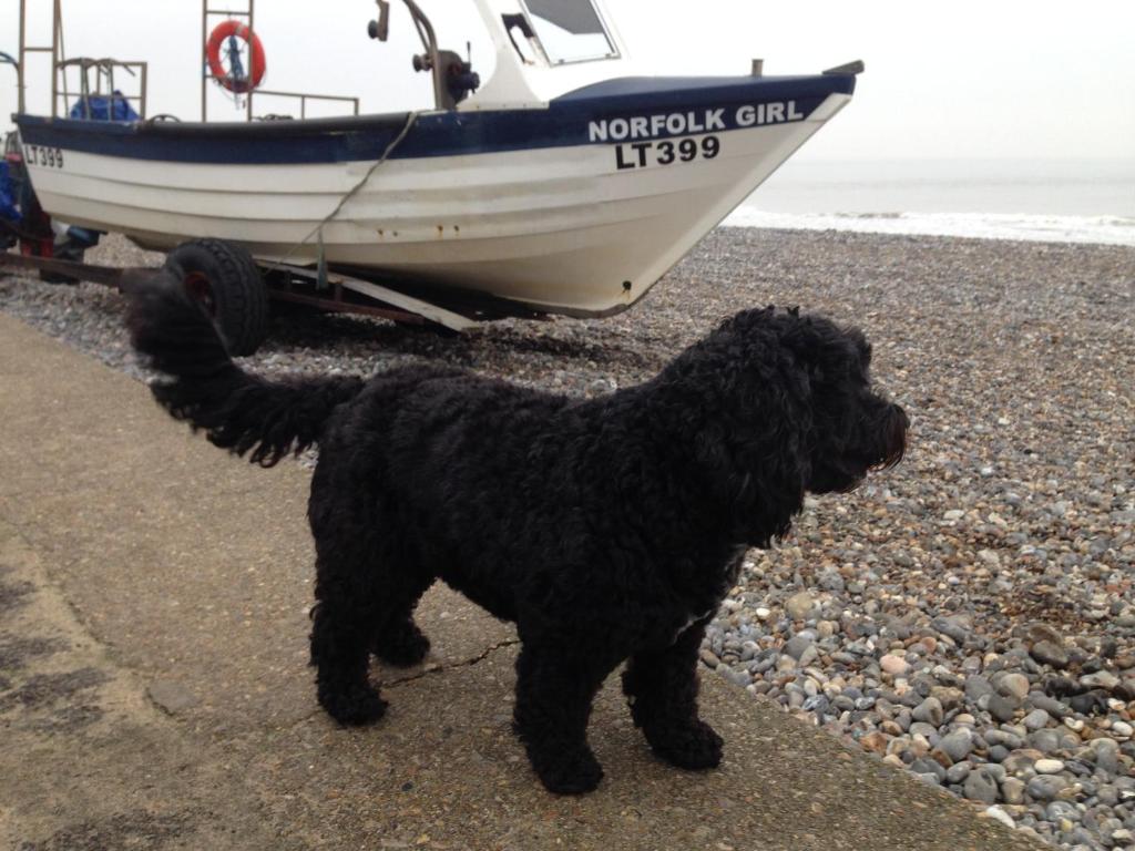 克罗默The Hamlet的一条黑狗站在海滩上的一条船旁边