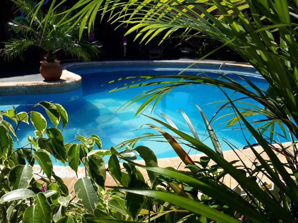 伊瓜苏港Sentirse en casa的前方种植着植物的蓝色泳池
