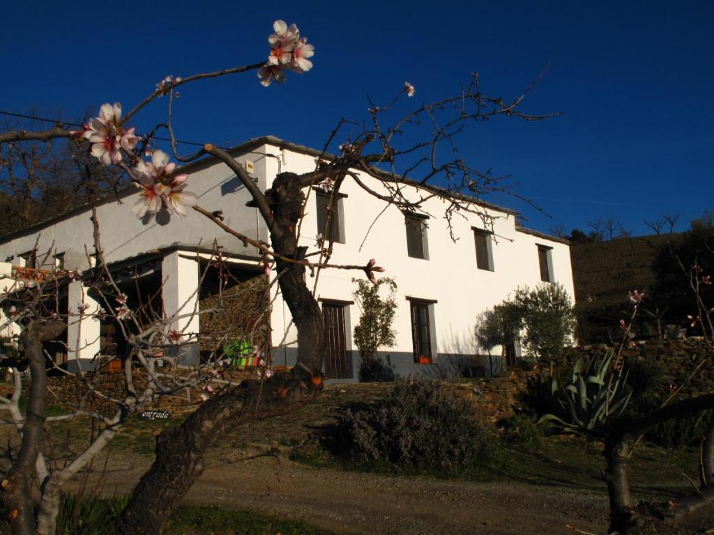 贝尔楚勒斯Casa Rural El Paraje de Berchules的前面有一棵树的白色房子