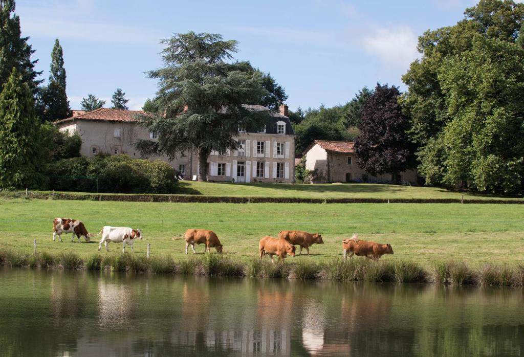 Royères-Saint-LéonardMasbareau, Demeure de Charme, B&B的一群奶牛在水体旁边的田野里放牧