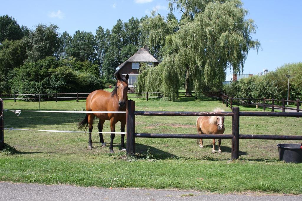 JirnsumB&B Pension "Op'e Koai"的两匹马站在围栏后面的田野上