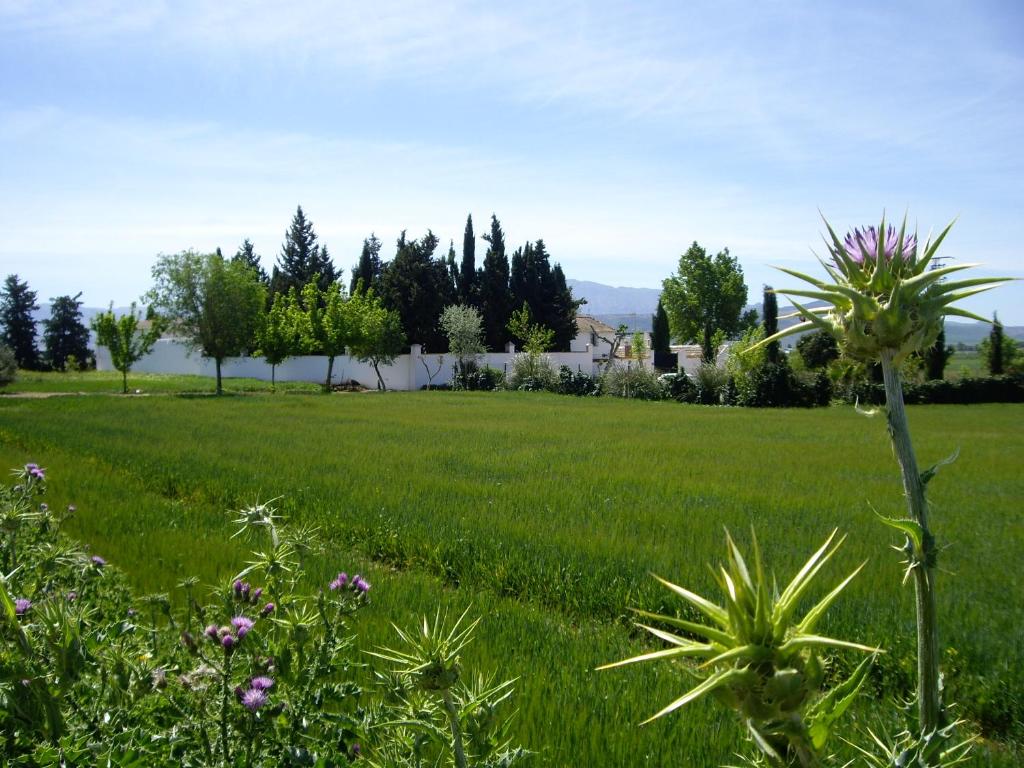 MollinaCortijo Jabonero的一片绿草,种着花草和树木