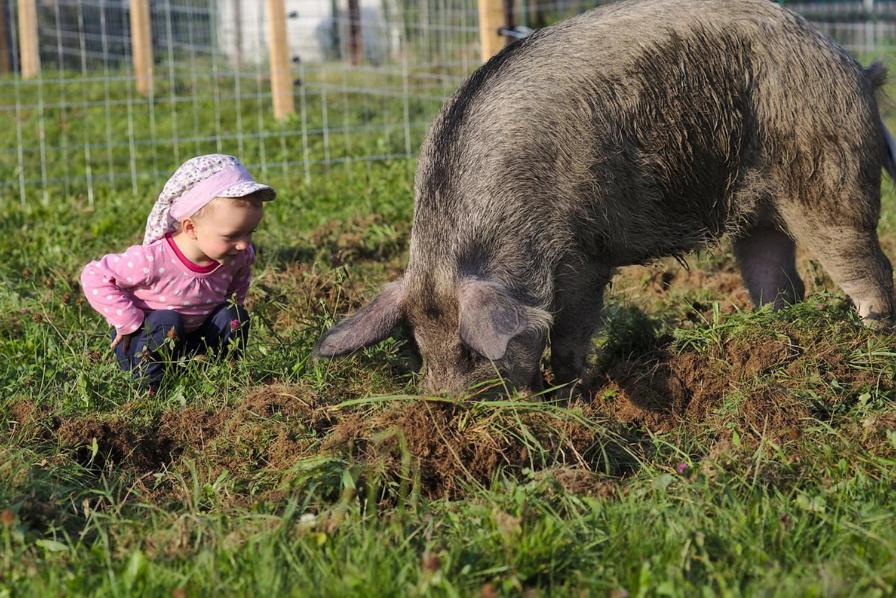 MiesenbachBio-Bauernhof Wilfling的一只小女孩在羊边的草地上玩耍