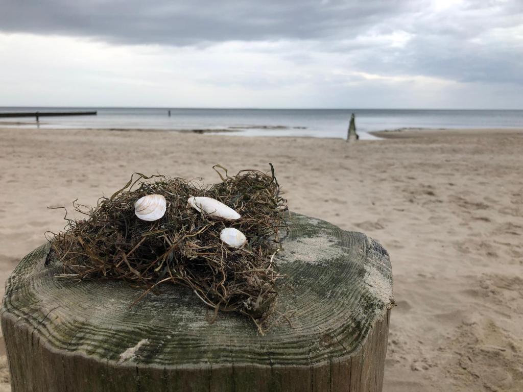 岑平Ferienwohnung Strandnah的鸟巢在海滩上的木柱上