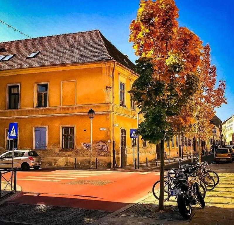 克卢日-纳波卡Strada Ion I. C. Brătianu Nr.24的街道上黄色建筑前面的树