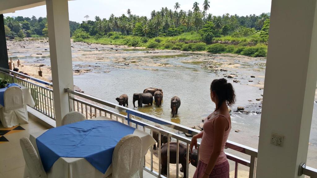 平纳瓦拉品纳兰达酒店的站在阳台上望着水中的大象的女人