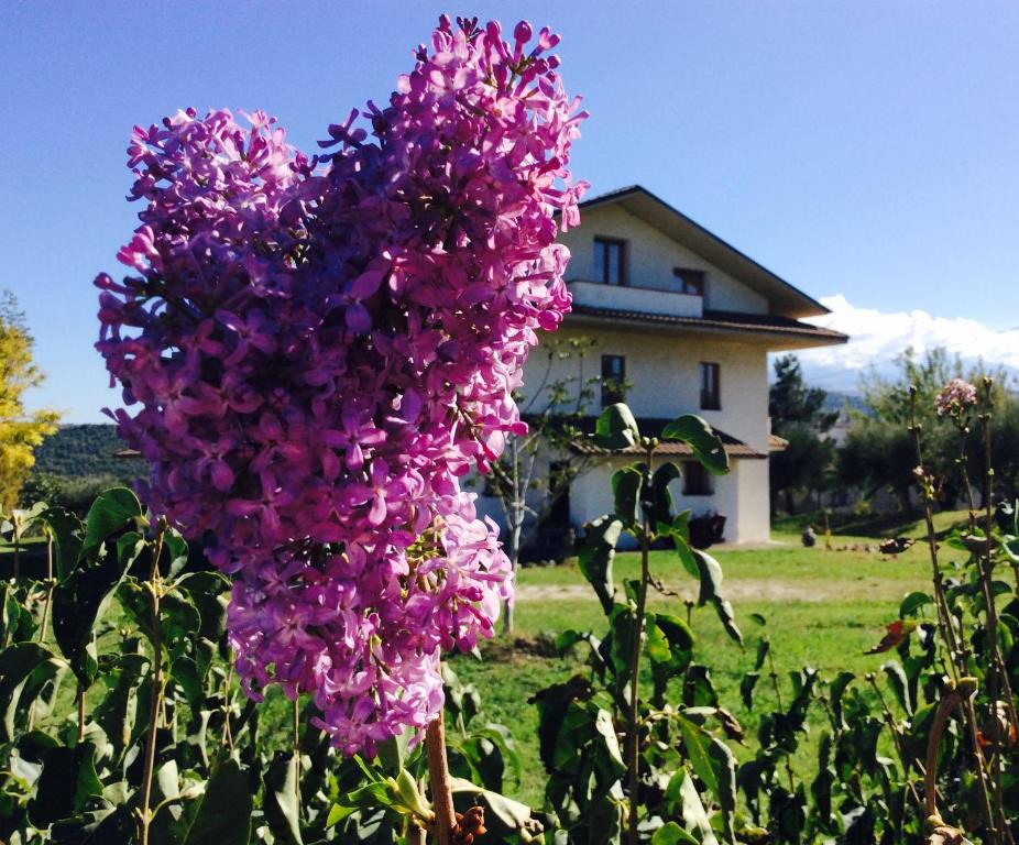 AlannoAgriturismo Le Terre d'Abruzzo Country House的房子前的紫色花