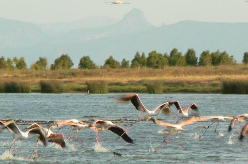廖拉萨尔多巴奇尔贝尔图拉农庄酒店的一群鸟飞过水体