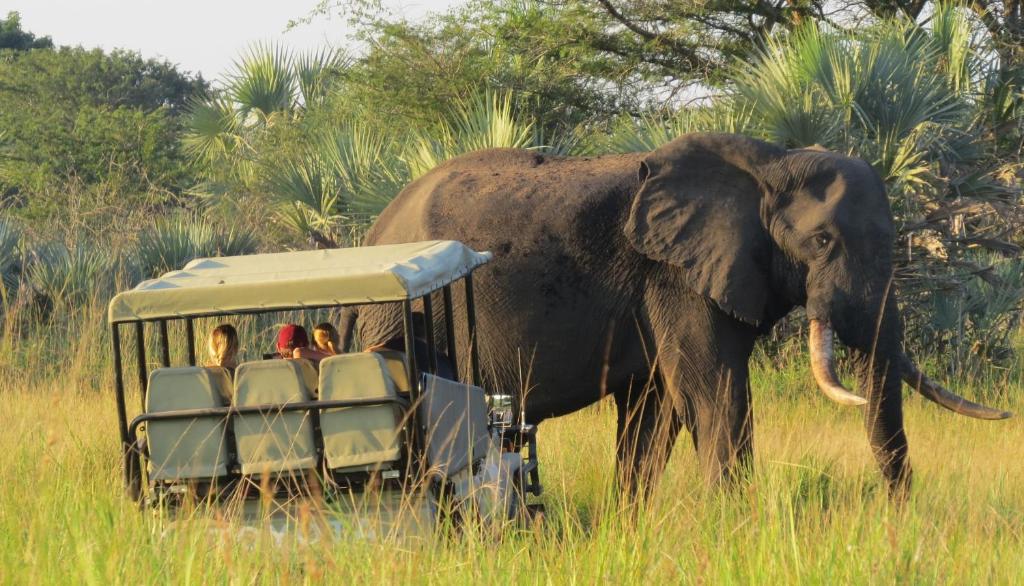 SihangwaneTembe Elephant Park Lodge的象站在车前,与人在一起