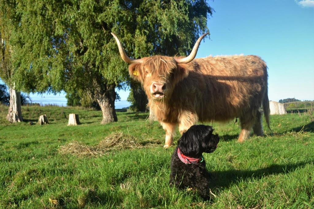 奥玛鲁Highlands on Homestead的坐在田野牛前面的狗