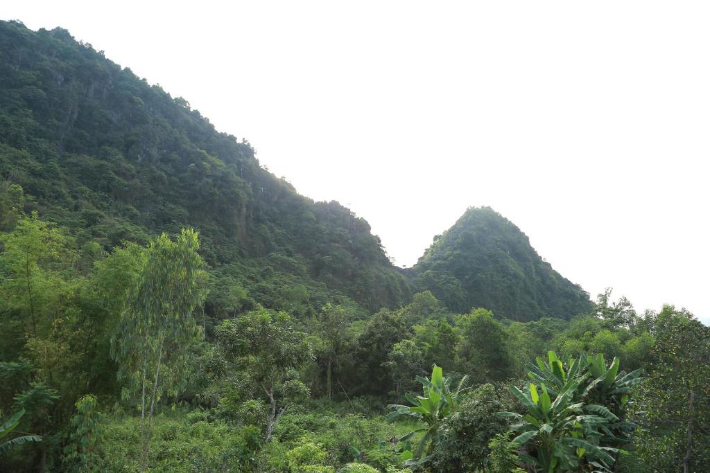 峰牙Tam's Homestay的郁郁葱葱的绿色山坡,有树木和灌木