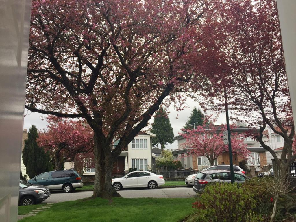 温哥华Sun House的街上一棵树上花粉红