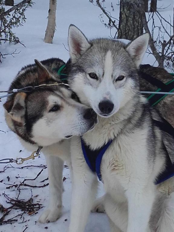 库萨莫奥丽兰假日山林小屋的雪中,两只哈士奇狗彼此相邻