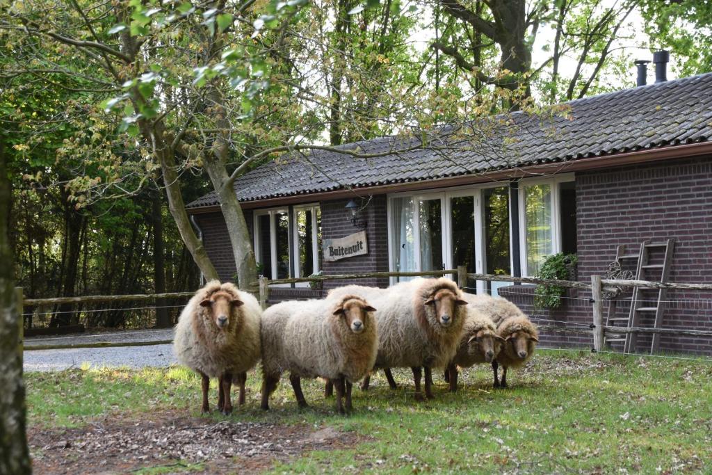 博克斯特尔Buitenuit的一群羊站在房子前面