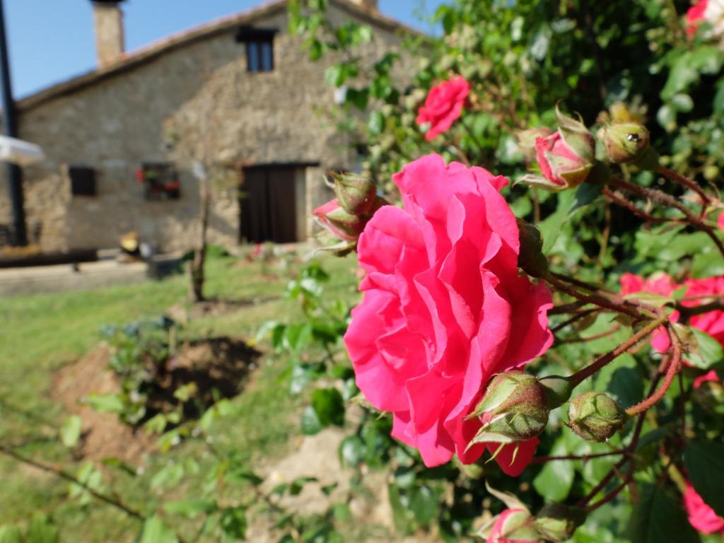 JabaloyasLas Leyendas del Jabal的一片灌木丛上一朵粉红色的玫瑰,背面是一座房子