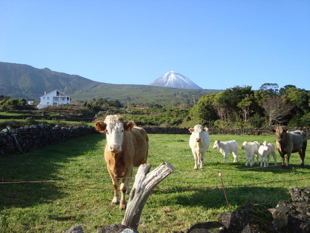 圣罗克杜皮库Casa Do Canto的一群牛在山地的田野里