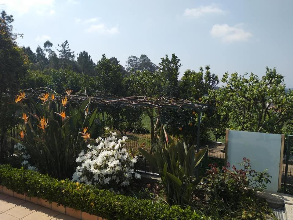 孔迪镇Casa da Estivada, 313的种有白色花卉和植物的花园