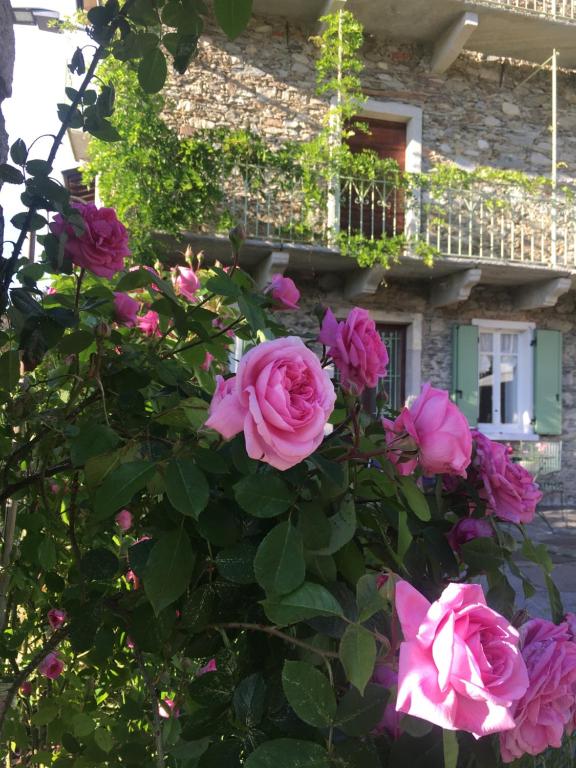 Brovello-CarpugninoMa maison art的一座建筑前的粉红色玫瑰丛