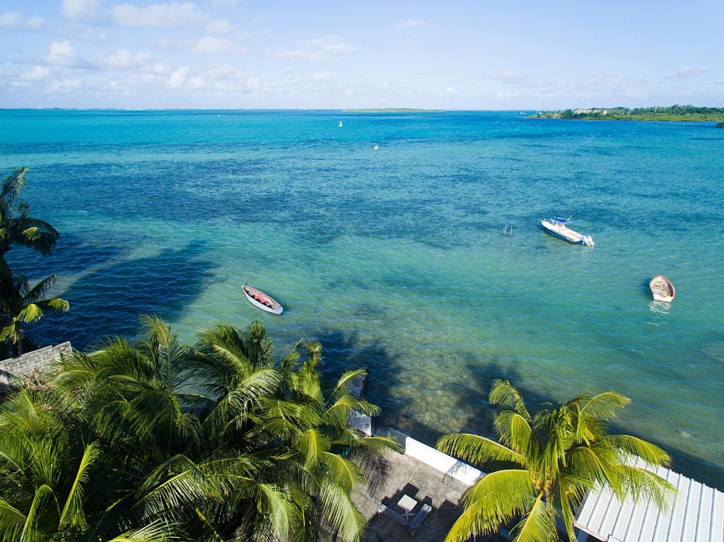 马埃堡Auberge SeaFever的一群棕榈树在水中