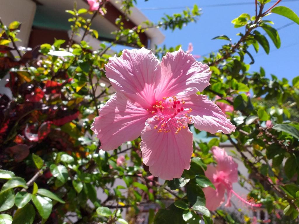 拉迪格岛芙蓉旅馆的一颗粉红色的花在树上生长
