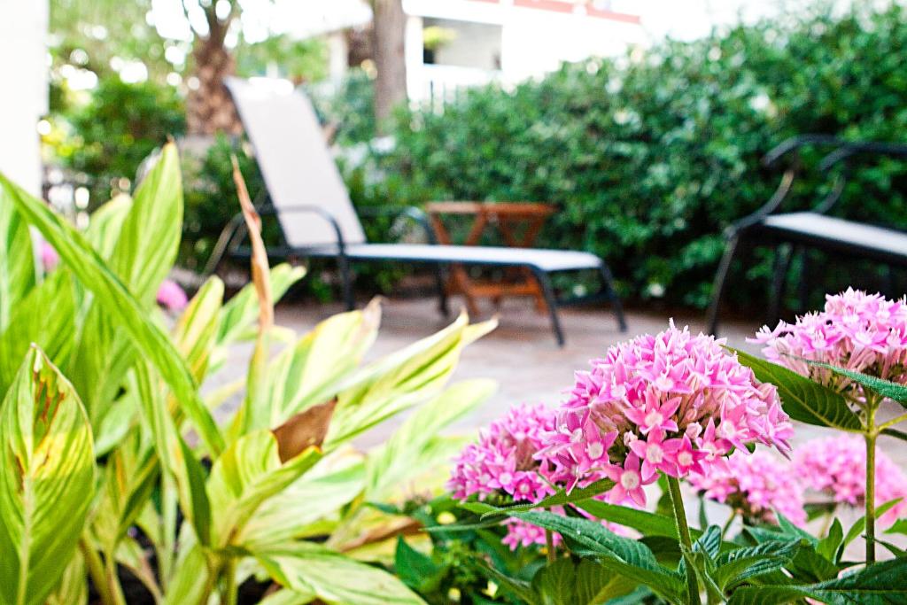 泰比岛德索托海滩花园酒店的花园里的一束粉红色的花