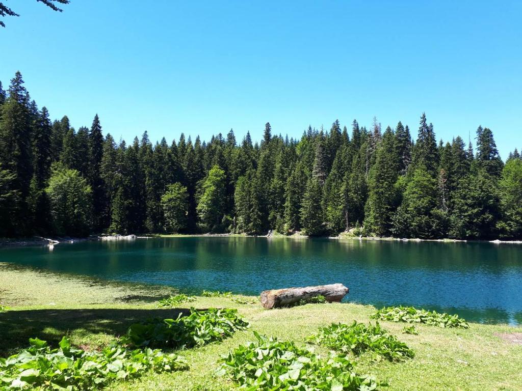 莫伊科瓦茨EtnoPetra的湖中有一个木头