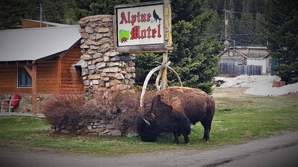 库克市阿尔卑库克市汽车旅馆的一只公牛在草地上放牧,旁边是一块标志