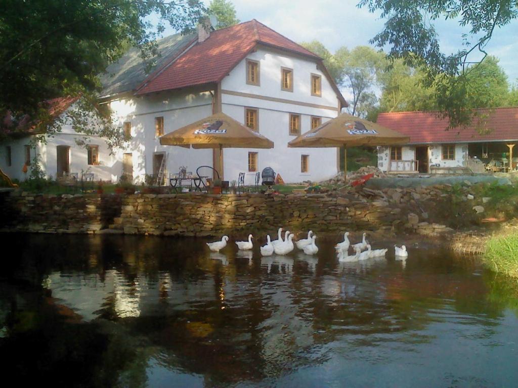 Kamberk拜奥法玛多勒杰斯缪恩酒店的一群鸭子在水中,在房子前面