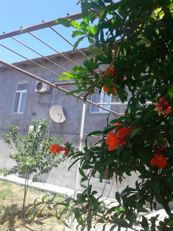 巴库Guest house near Baku airport的一座有窗户的房子和一棵鲜花树