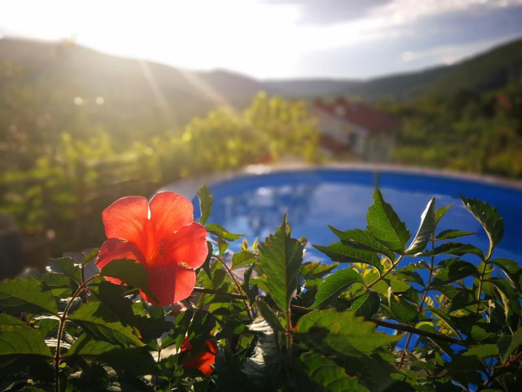 Gabrovica pri Črnem KaluVILLA ČEH的植物上一朵红花,有太阳在后台