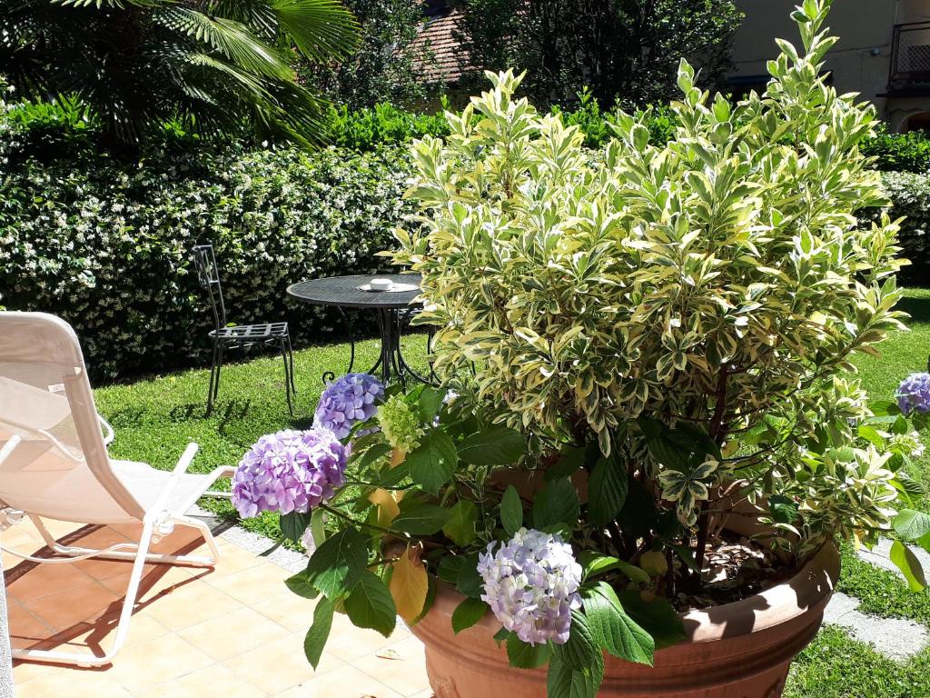 卡尼洛瑞维拉Casa Maria Teresa的一种大盆栽植物,在院子里种紫色花