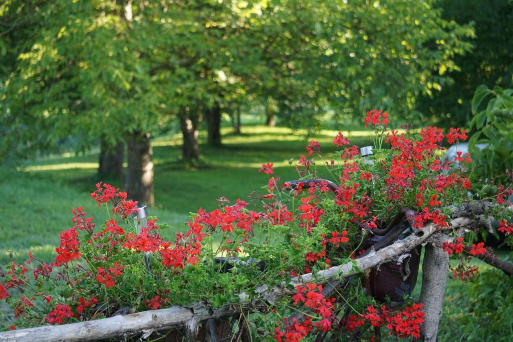 切霍齐内克u Franciszka w sadzie的花园里的一束红色的鲜花
