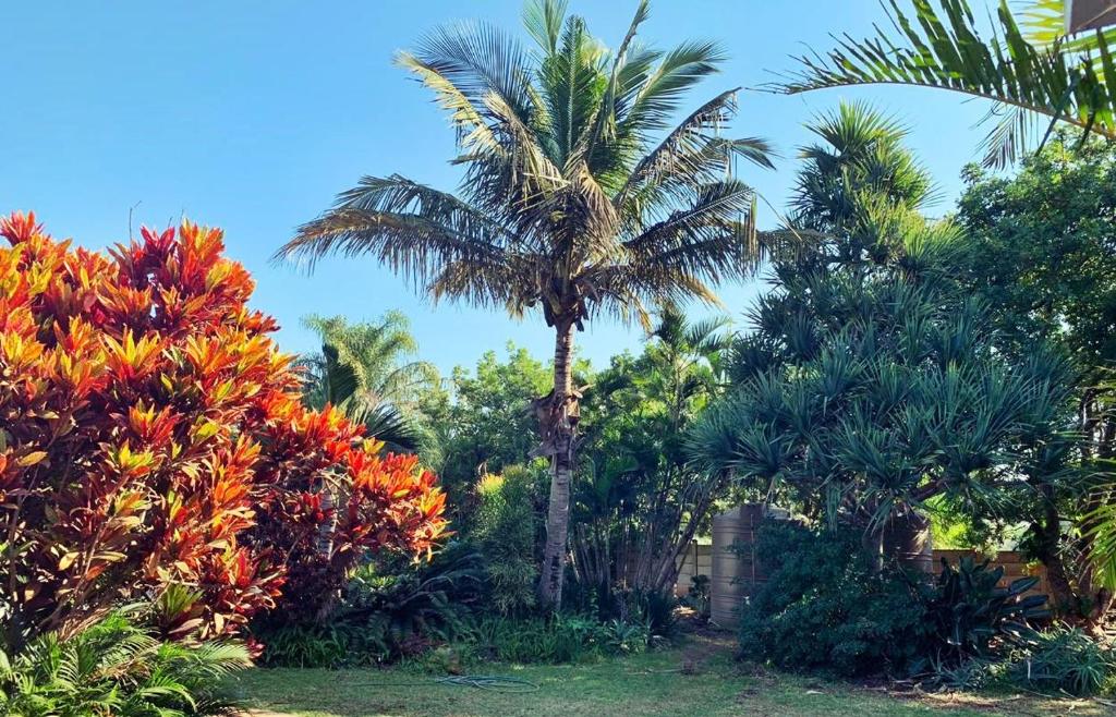 赫卢赫卢韦The Wilds Guest House的花园中间的棕榈树