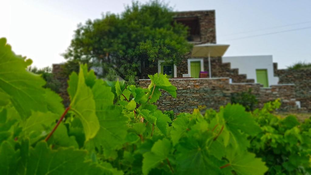 阿波罗尼亚Cycladic Vineyard House的绿色植物后面的房子