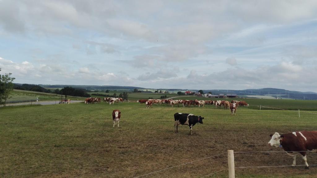 莫斯巴赫Hanslbauernhof的一群牛站在田野里