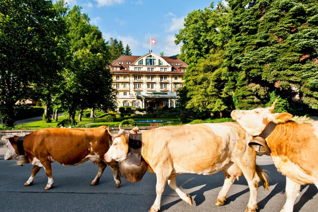 格施塔德乐格兰德贝尔维尤酒店的一群牛沿着街道走