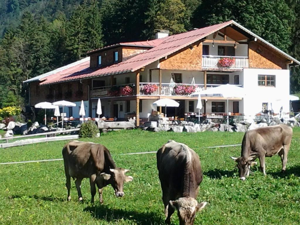 奥伯斯特多夫Berggasthof Riefenkopf的三头牛在房子前面的田野里放牧