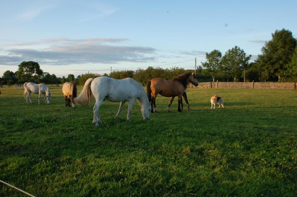 CloonmoreThe Little Flock Farm的一群马在田野里放牧