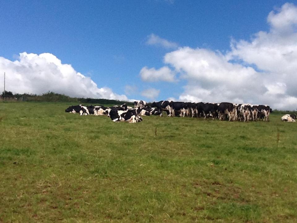 克雷迪顿North Hollacombe Farm的一群牛在田野里放牧